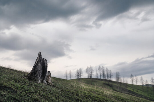 Lone charred tree stump on grassy hillside under dramatic clouds, nature resilience and loss concept