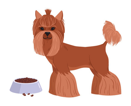Yorkshire terrier dog. Small Yorkie standing beside food bowl flat vector illustration. Cute companion dog for pet design
