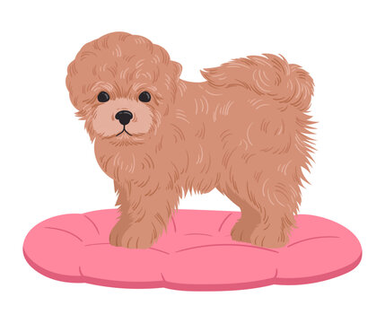Toy poodle puppy. Fluffy apricot poodle standing on pink cushion flat vector illustration. Small companion dog for pet design