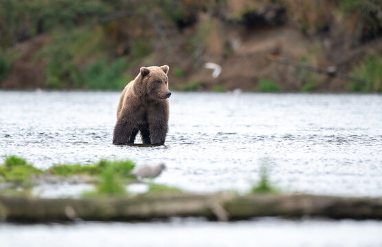Alaskan brown bear chasing salmon in Brooks River at sunrise