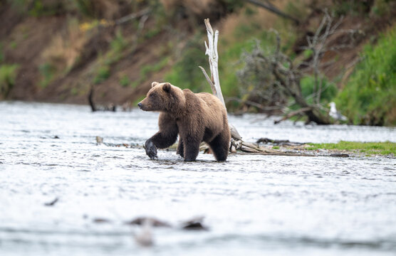 Alaskan brown bear chasing salmon in Brooks River at sunrise