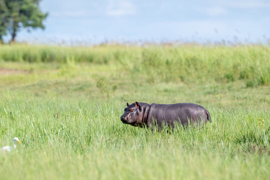 young Hippopotamus feeding near the shore of the Chobe River.