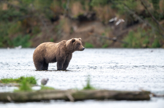 Alaskan brown bear chasing salmon in Brooks River at sunrise