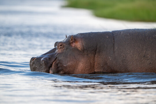 Hippopotamus submered in the water of Chobe River.