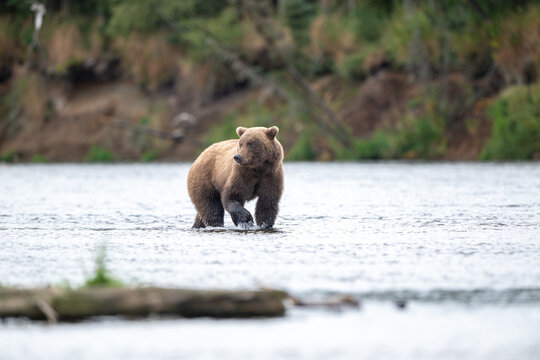 Alaskan brown bear chasing salmon in Brooks River at sunrise