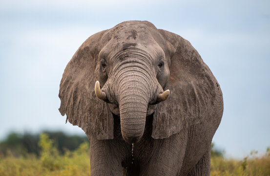 The face of an  African elephant in an open meadow near the shore of Chobe River
