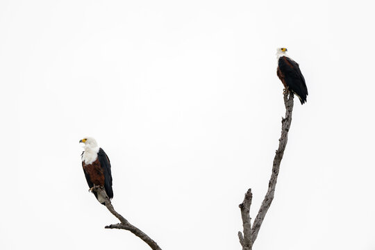 Two African fish eagles perched above the Chobe River