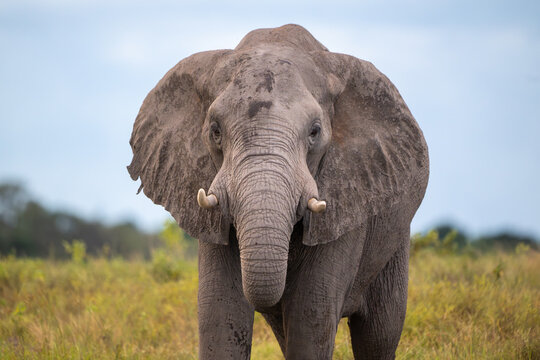 The face of an  African elephant in an open meadow near the shore of Chobe River