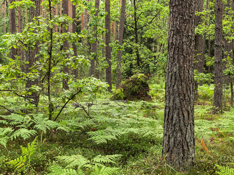 Mixed forest with oak and pine trees over fern covered ground