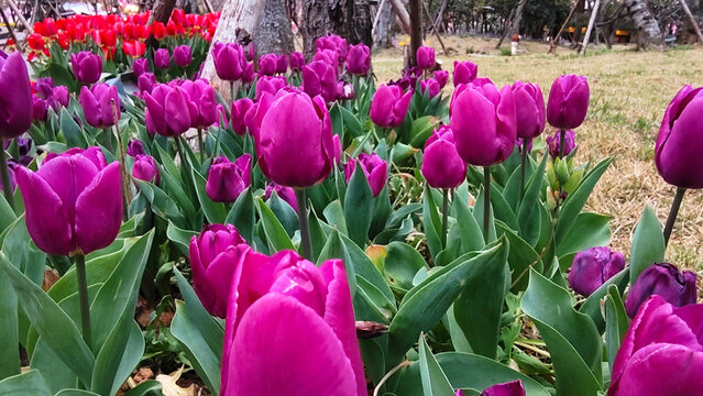 A close up of vibrant purple tulips blooming in a garden.