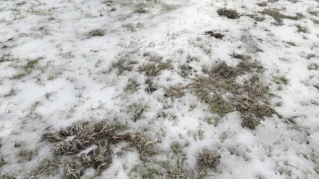 Patchy Snow and Grass Ground Texture