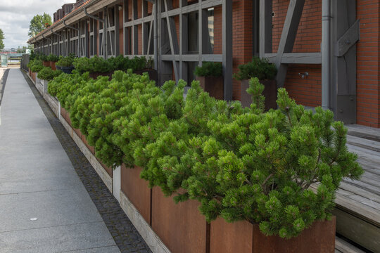 Pinus mugo Latschenkiefer in Pflanzk&uuml;bel aus Cortenstahl