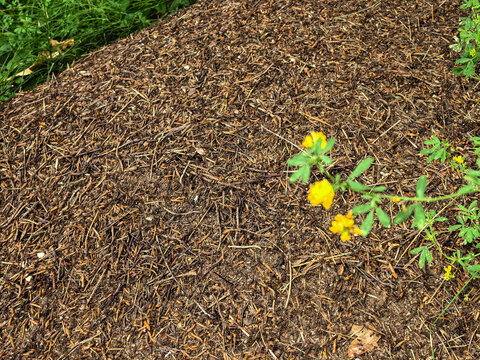 Close up of large forest anthill with pine needles and yellow flowers