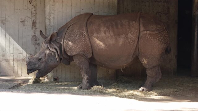 Indian rhinoceros eating hay in a zoo enclosure