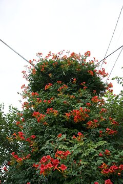 Orange trumpet vine climbing high against sky background