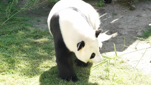 Giant panda bear walking in a grassy enclosure