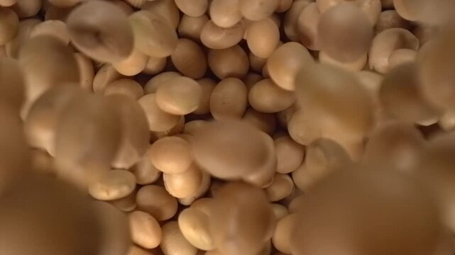Soybeans falling in super slow motion top view