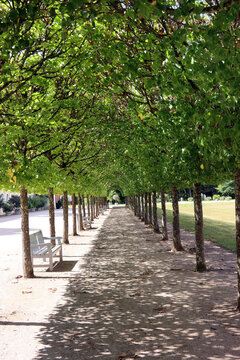 Lindenallee als Bogengang im Park