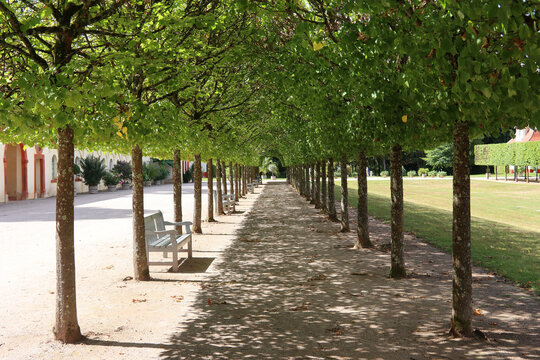 Lindenallee als Bogengang im Park