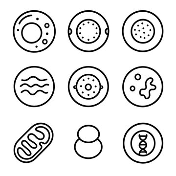 Icons structure icon strand nucleus chromatin nucleolus cell cytoplasm membrane dna pore