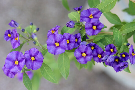 Enzianstrauch