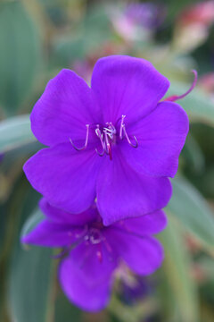 Prinzessinnenblume