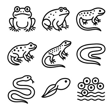 Amphibians reptiles newt snake tadpole water eggs salamander icon icons toad vector