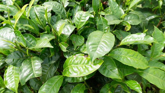 Fresh Green Tea Leaves from Tea Plants on a Plantation