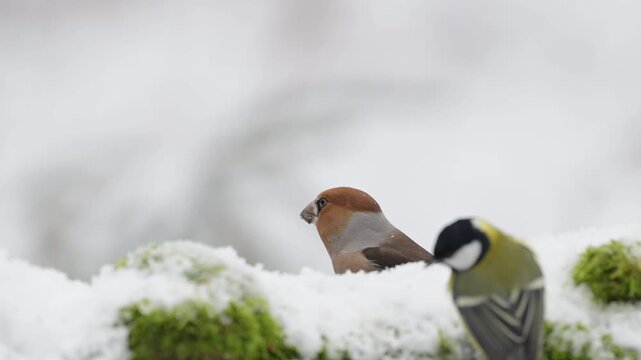 Hawfinch searches for food on a dead tree trunk in the snow, alongside a great tit, north rhine westphalia, winter, (coccothraustes coccothraustes, parus major), germany