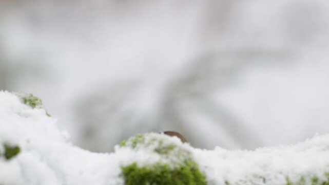 Hawfinch searches for food on a dead tree trunk in the snow, alongside a great tit, north rhine westphalia, winter, (coccothraustes coccothraustes, parus major), germany