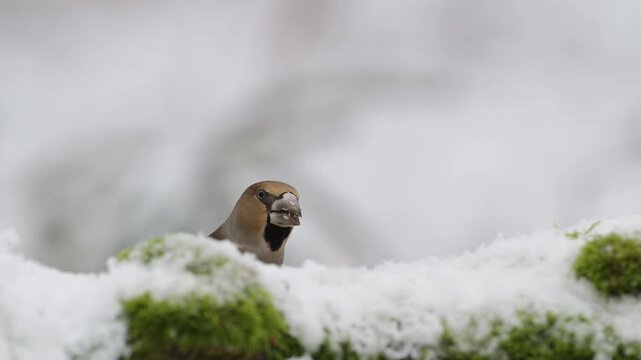 Hawfinch searches for food on a dead tree trunk in the snow, alongside a great tit, north rhine westphalia, winter, (coccothraustes coccothraustes, parus major), germany