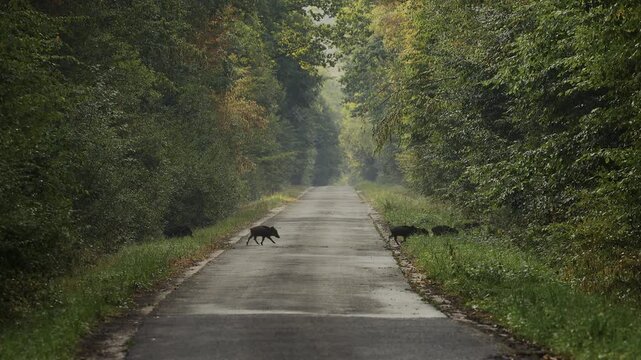 Wildschweine &uuml;berqueren ein Weg im Wald