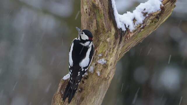A male great spotted woodpecker is perched on a dead tree, looking intently, winter, north rhine westphalia, (dendrocopos major), germany