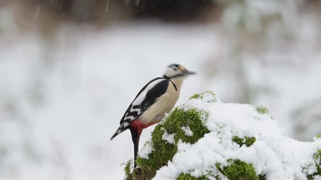 Great spotted woodpecker male sitting on a dead wood with snow and pecking on a hazelnut, winter, north rhine westphalia, (dendrocopos major), germany