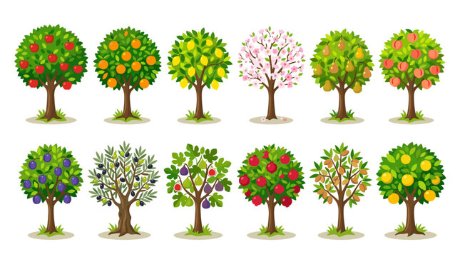 Collection of fruit trees flat vector illustration featuring various orchard plants with apples oranges lemons pears peaches and plums isolated on white background