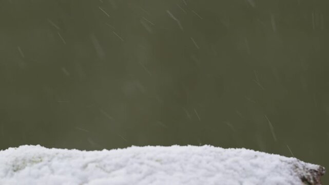 A male blackbird with leucism is searching for food in the snow alongside blue tits, winter,  lower saxony, (columba palumbus, parus caeruleus), germany
