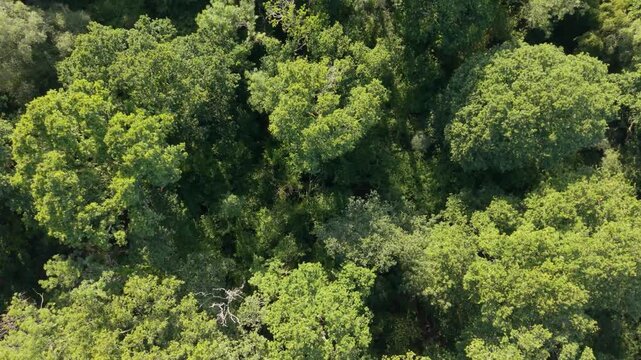 Low forward treetop level flight looking down on beautiful deciduous forest in bright sunlight with views to forest floor,tracks and clearings in lush South of England countryside ending roadside