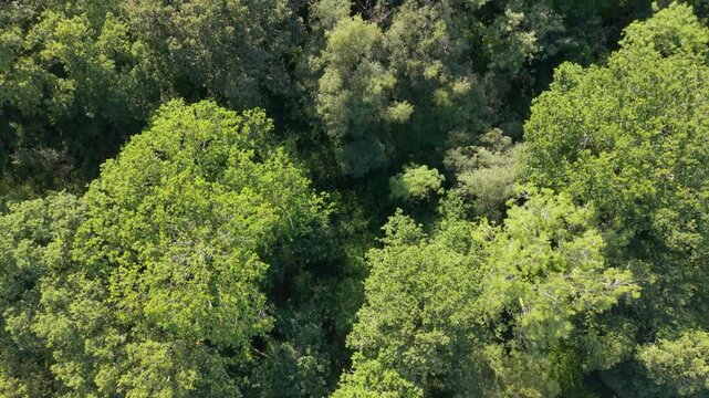 Low forward treetop level flight looking down on beautiful deciduous forest in bright sunlight with views to forest floor and tracks in lush South of England countryside