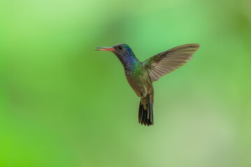 Fototapeta premium A White-chinned Sapphire (Hylocharis cyanus) hummingbird captured mid-flight with wings swept back against a smooth green background in Brazil.