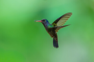 Fototapeta premium A White-chinned Sapphire (Hylocharis cyanus) hummingbird captured mid-flight with wings swept back against a smooth green background in Brazil.
