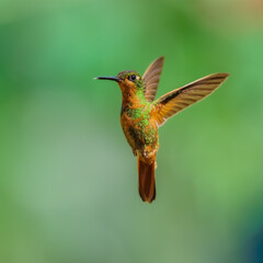 Brazilian Ruby hummingbird (Clytolaema rubricauda) captured in mid-flight hovering with wings spread against a blurred green natural background in the Atlantic Rainforest of Brazil. © Miroslav Srb