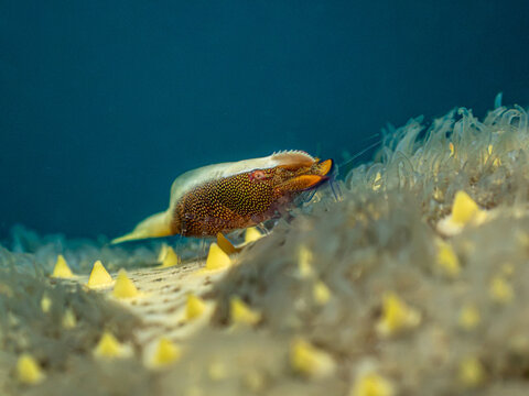 Granulated sea star series: Side view of commensal shrimp resting on starfish surface.