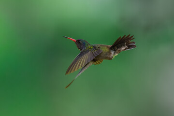 Fototapeta premium A White-chinned Sapphire (Hylocharis cyanus) hummingbird captured mid-flight with wings swept back against a smooth green background in Brazil.
