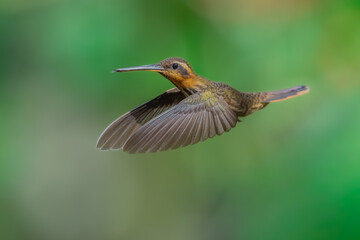 Fototapeta premium Saw-billed Hermit (Ramphodon naevius) hovering in flight with tongue extended, Atlantic Forest, Brazil.