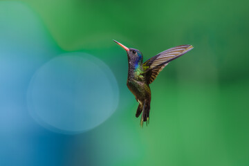 Fototapeta premium A White-chinned Sapphire (Hylocharis cyanus) hummingbird captured mid-flight with wings swept back against a smooth green background in Brazil.
