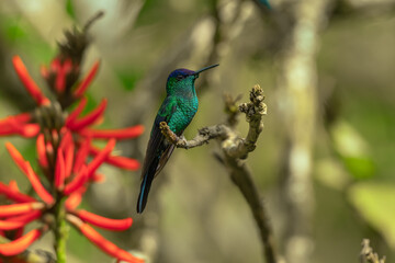 Fototapeta premium A Violet-capped Woodnymph (Thalurania glaucopis) hummingbird partially hidden behind a large green tropical leaf in Brazil.