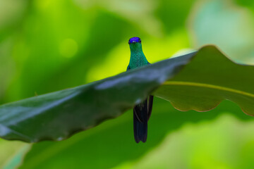 Fototapeta premium A Violet-capped Woodnymph (Thalurania glaucopis) hummingbird partially hidden behind a large green tropical leaf in Brazil.