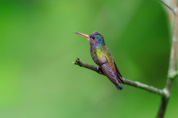 Fototapeta premium A White-chinned Sapphire (Hylocharis cyanus) hummingbird perched delicately on a thin branch against a smooth green background in Brazil.