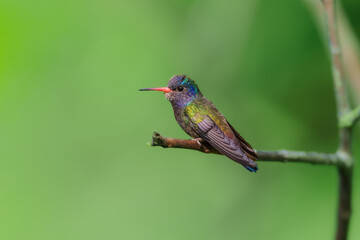 Fototapeta premium A White-chinned Sapphire (Hylocharis cyanus) hummingbird perched delicately on a thin branch against a smooth green background in Brazil.