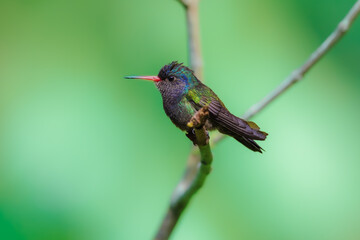 Fototapeta premium A White-chinned Sapphire (Hylocharis cyanus) hummingbird perched delicately on a thin branch against a smooth green background in Brazil.